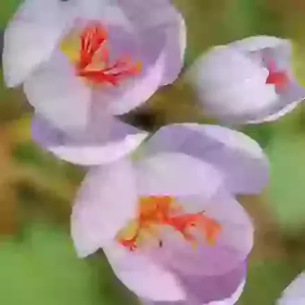Speciosus Conqueror
